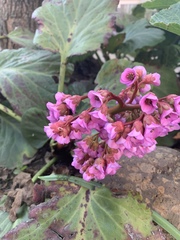 Bergenia crassifolia