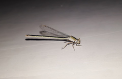 Ischnura