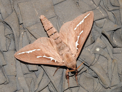 Abantiades argyrosticha