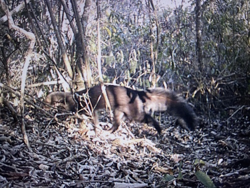 Tayra