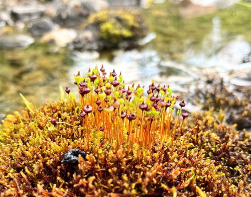 Rugged Dung Moss