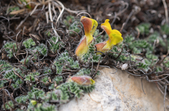 Chesneya nubigena