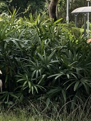 Rhapis excelsa