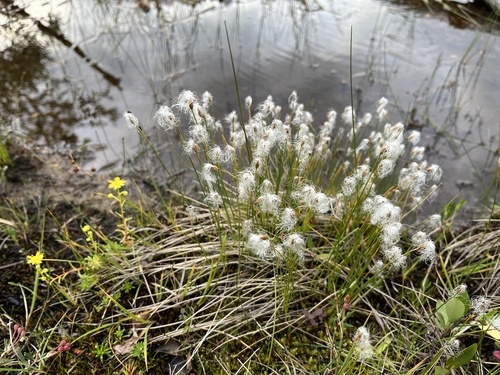 Cotton Deergrass