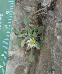 Erigeron uncialis, photograph (c) Spencer Hurt, some rights reserved (CC BY)