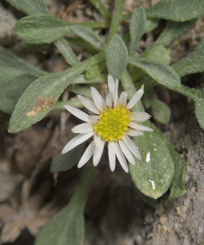 Erigeron uncialis, photograph 6
