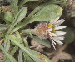 Erigeron uncialis, photograph (c) Spencer Hurt, some rights reserved (CC BY)