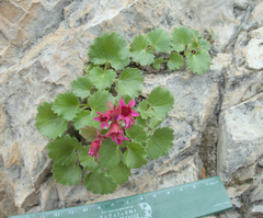 Telesonix heucheriformis, photograph (c) Spencer Hurt, some rights reserved (CC BY)