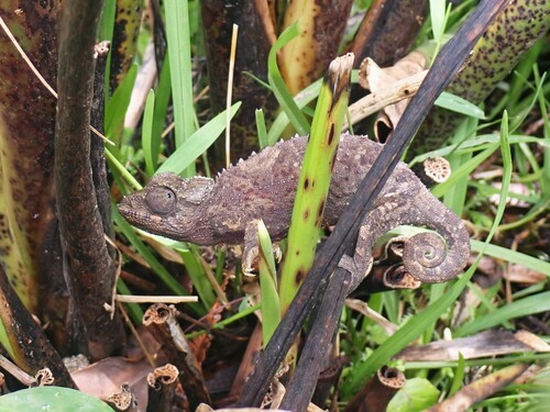 Trioceros jacksonii observed 2026-07-11