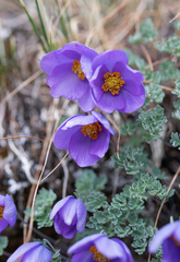 Small-leaf columbine (Paraquilegia microphylla)