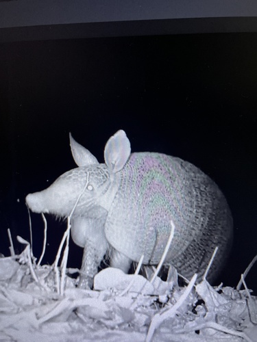 Southern Long-nosed Armadillo