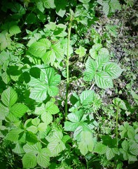 Rubus halsteadensis