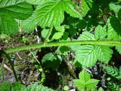 Rubus halsteadensis