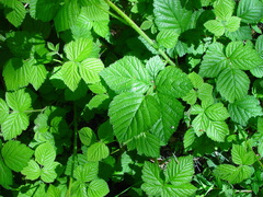 Rubus halsteadensis