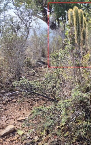 Pilosocereus curtisii
