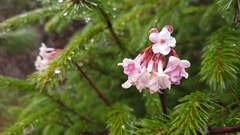 Viburnum grandiflorum