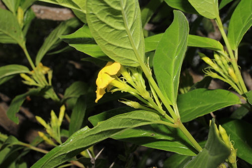 Mandevilla foliosa, photograph 3
