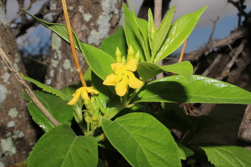 Mandevilla foliosa, photograph 2