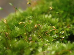 Sematophyllum
