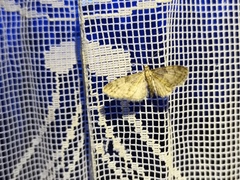 Eupithecia dodoneata