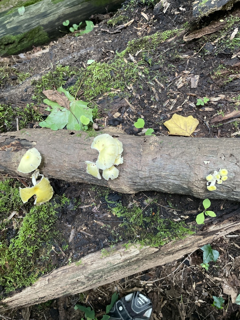 Golden Oyster Mushroom · July 2026 · photo: Photo: no rights reserved · iNaturalist