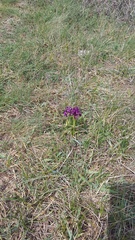 Anacamptis morio caucasica