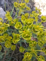 Euphorbia glareosa