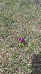 Anacamptis morio caucasica