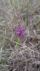 Anacamptis morio caucasica