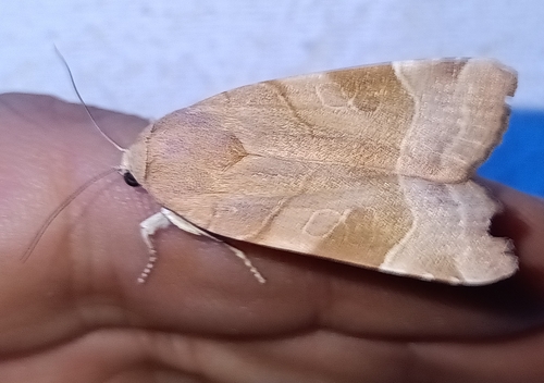 Broad-bordered Yellow Underwing