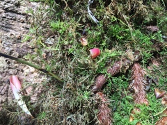 Davallia trichomanoides