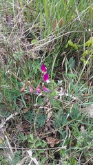 Lathyrus digitatus