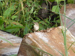 Prinia rocki