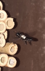 Megachile disjuncta