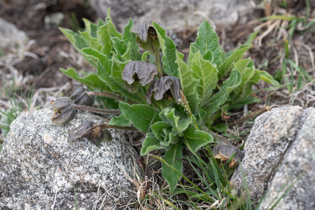 Mandragora caulescens; photograph (c) Morten Ross, some rights reserved (CC BY)