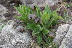 Mandragora caulescens