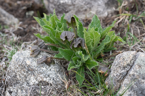 Mandragora caulescens, photograph 1