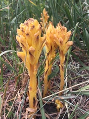 Orobanche lutea