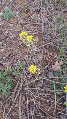 Alyssum trichostachyum
