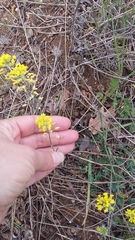 Alyssum trichostachyum