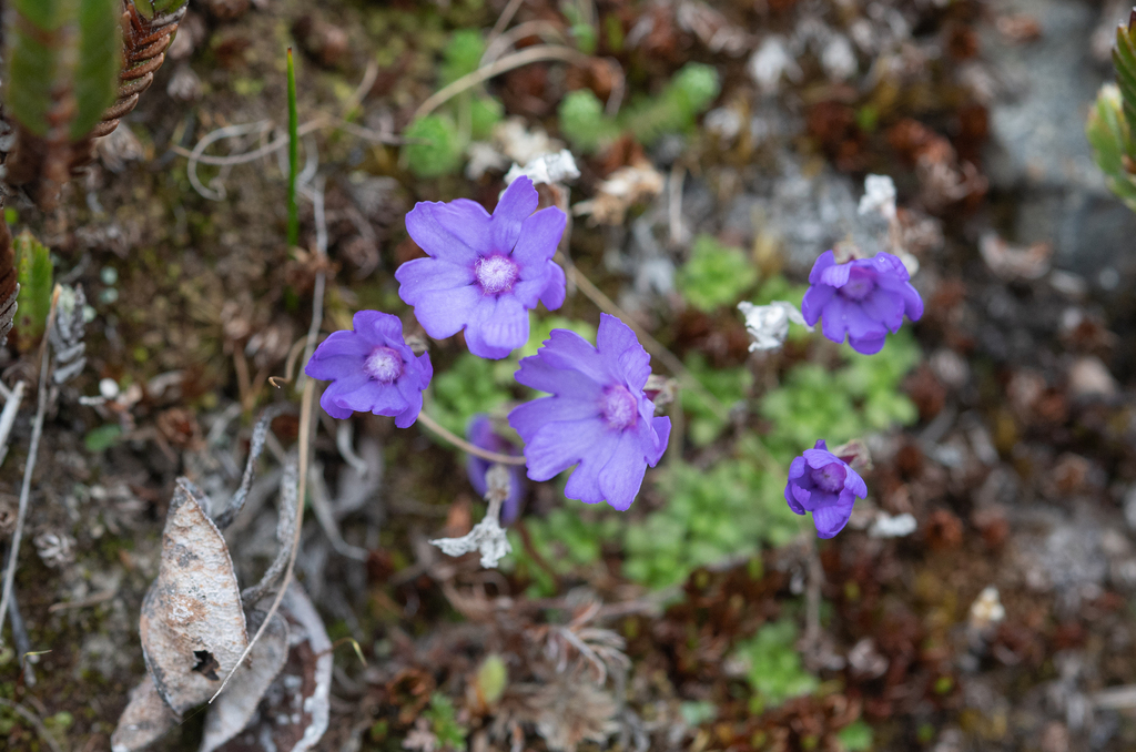 Primula bella; photograph Morten Ross, CC BY, iNaturalist via GBIF