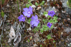 Morten Ross, CC BY, iNaturalist via GBIF Primula bella, photograph Morten Ross, CC BY, iNaturalist via GBIF