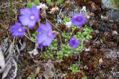Primula bella, photograph 2