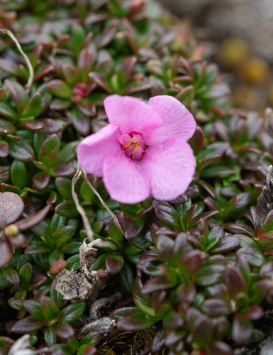 Diapensia purpurea (Diapensia purpurea)