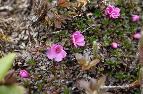 Diapensia purpurea, photograph 6