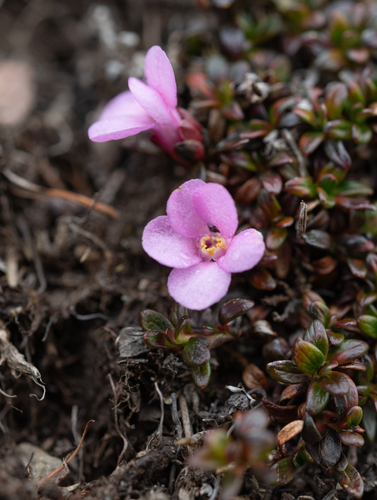 Diapensia purpurea (Diapensia purpurea)