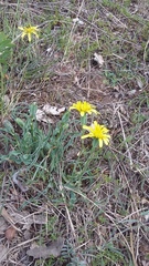 Takhtajaniantha crispa