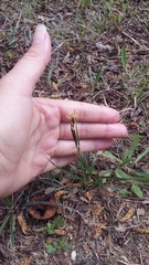 Carex flacca serrulata