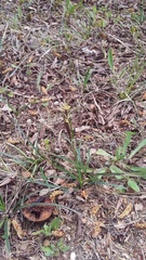 Carex flacca serrulata