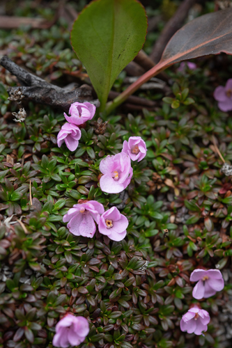 Diapensia purpurea (Diapensia purpurea)